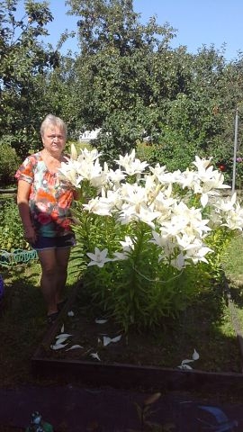 Elena, 62, Rybinsk